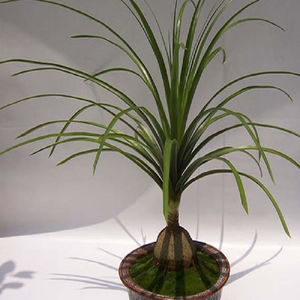 次大酒瓶兰盆栽象腿树盆景室内四季常青耐寒耐旱植物球茎5-6cm单