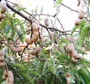 酸角片云南特产散装