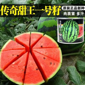 传奇甜王一号西瓜种子早熟高甜薄皮红瓤大西瓜水果种籽抗裂抗重茬