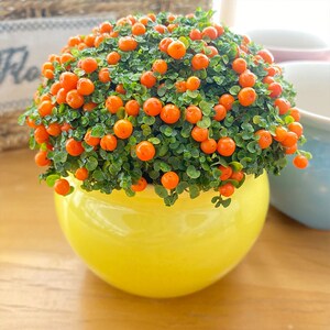 珍珠橙盆栽绿植花卉多肉植物办公桌室内客厅易养红果薄柱草微型花