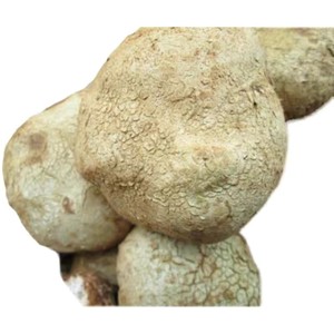 马粪包蘑菇药用价值图片