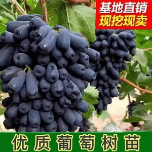 阳光玫瑰无核红提葡萄树苗蓝宝石大巨峰盆栽庭院种植耐寒籽葡萄苗