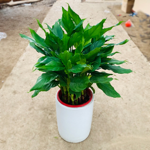 广东万年青盆栽室内客厅大型花卉绿植观叶好养四季常青吸甲醛植物