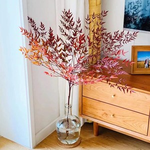 插在水里养的花火焰红南天竹水养水培植物盆栽鲜切枝花卉绿植室内