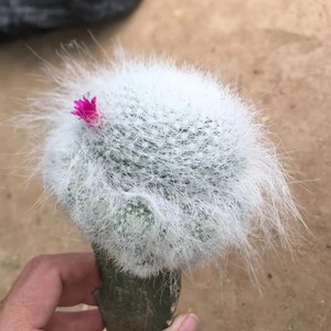 雪猿玉翁仙人球带一圈侧芽带三角砧木嫁接仙人球长毛软毛不扎手