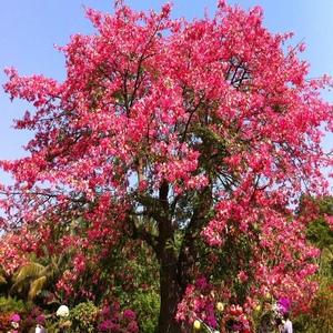 美丽异木棉 大腹木棉树苗 庭院花树 街道风景绿化种植树苗