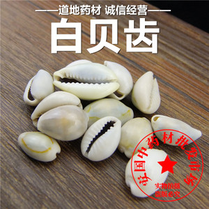 紫贝齿