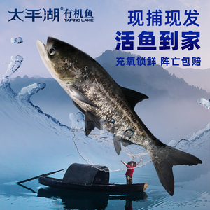 太平湖有机鱼胖头鱼花鲢  鱼头食材鲜活淡水鱼 活鱼 现杀冰鲜包邮