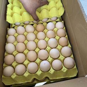 k鸡蛋枚专用m盒蛋加快递纸浆5层包装360托t厚通用5礼m纸箱