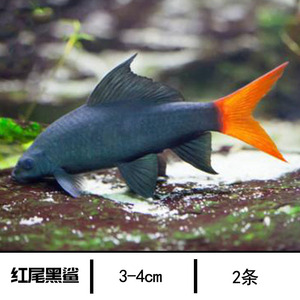 彩红鲨红尾黑鲨粉红鲨热带鱼x观赏鱼底层鱼淡水小型鱼银鲨鱼群游
