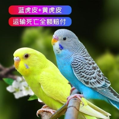 虎皮鹦鹉宠物活鸟已训练会说话成年非幼鸟大头云斑活x物送鸟粮鸟