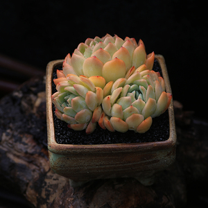 莎莎女王多肉植k物肉肉老桩多头多肉室内阳台盆栽好养易活