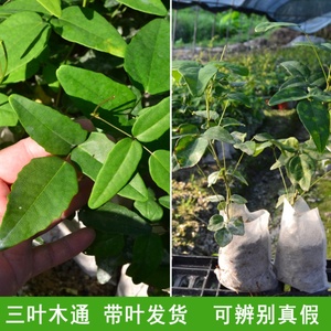 八月瓜树苗无籽少籽八月瓜果苗8月炸九月瓜三叶木通带土带叶发货