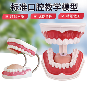 牙护理保健模型放大6倍 大号牙齿清洁教学模具 口腔护理牙模型