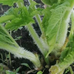 山芹菜种子野生老山芹山野菜老桑芹包馅菜四季阳台庭院盆栽蔬菜籽