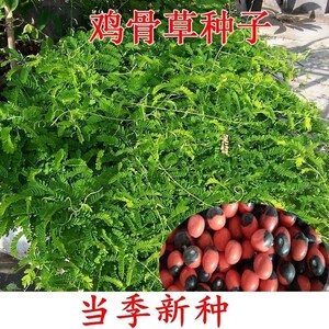 鸡骨草种子 毛鸡骨草种子 广西猫须草种子正宗鸡骨草猫须草