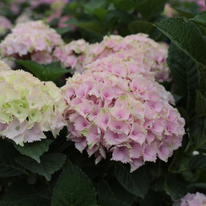 知春园艺 魔幻海洋水晶绒球大花绣球花园露台阳台盆栽花卉植物