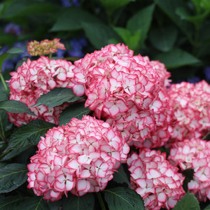 大花绣球塞布丽娜