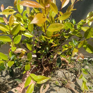 竹艺坊10淘宝盆景素材乌饭树苗树桩 乌饭树小桩老桩 南烛树苗黑米乌