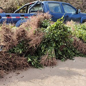 苦丁茶树苗小叶苦丁茶秧苗苦丁茶苗苦丁茶直生苗苦丁茶扦插苗