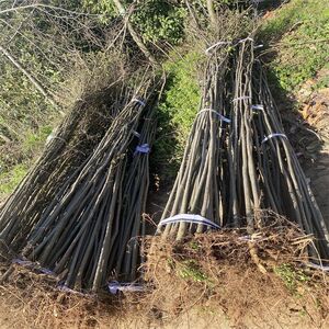 红榉树苗榉树苗血榉小苗红举举树苗圃庭院绿化风景树鸡血榉