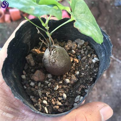 南非龙甲龙植物多肉墨p西哥龟甲盆块根多肉植物爬藤绿植龟栽绿植