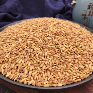 湖北特产曲米茶手工炒米茶糙米茶散装玄米茶焦米茶