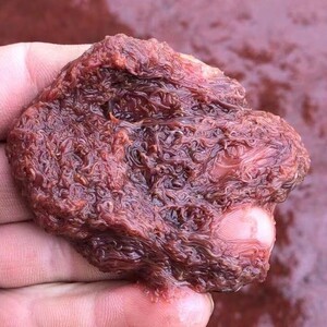 鲜活水蚯蚓活体红线虫观赏鱼食饲料只发北京及周边地区干净超细虫