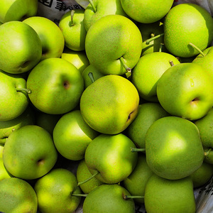 翠冠梨皇冠青梨子新鲜5斤酥梨水果现摘现发5脆甜青皮梨薄皮大果