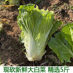 湖北农家新鲜蔬菜大白菜农村自种浙青大白菜包心叶菜农村菜园直发