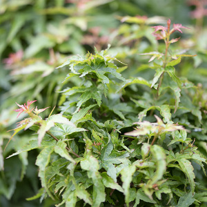 日本红枫琴姬小叶矮性阳台花园盆栽趣味观叶植物庭院景观盛之轩