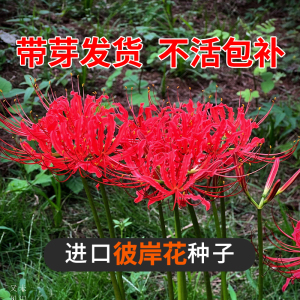 彼岸花种球曼珠沙华花种曼陀罗种子红花石蒜花盆栽室内外四季花卉