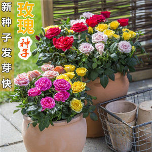 四季播种玫瑰花种子月季花种籽易种易活阳台盆栽室内户外花卉种子