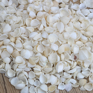 天然贝壳海螺小鸡心贝微景观漂流瓶工艺饰品手工diy地台材料批发