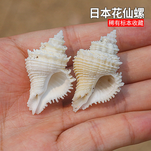 日本花仙螺天然海螺贝壳鱼缸水族造景装饰寄居蟹替换壳收藏标本螺