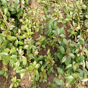 叶仙人掌(木麒麟)小苗3棵包邮 叶仙苗嫁接蟹爪兰 砧木