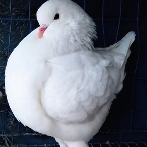 大头大体进口美系圆环元环受精蛋种蛋铜背鸽子孵化包邮2.8摩登那