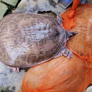 山瑞珍珠鳖大甲鱼巨型食用活体观赏水鱼外塘中华老鳖滋补顺丰包邮