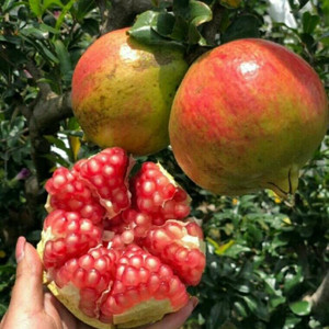 大青皮甜石榴树苗北方南方种植软子甜石榴树苗果树果树苗石榴苗