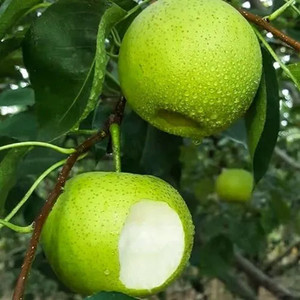 熟梨新品种翠玉梨 518梨树苗 嫁接梨苗 翡翠梨树苗当年结果