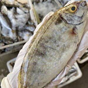 天然泥猛鱼海鲜特产水产篮子鱼臭肚鱼娘艾鱼1斤新鲜秋叶鱼柠檬鱼