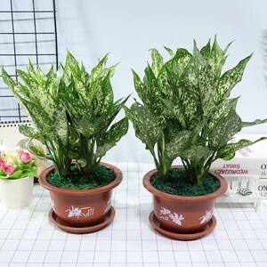 吉利红如意绿皇后室内四季长青万年青旺宅易养活水培绿植盆栽翡翠