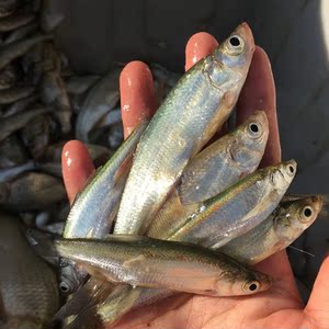 鲜活现杀刁子鱼小白条鱼小白鱼新鲜小鱼小餐条小杂鱼淡水鱼3斤装