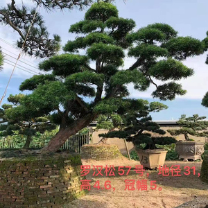 罗汉松大树庭院造型树盆景树迎客松别墅大型日本罗汉松黑松等树苗