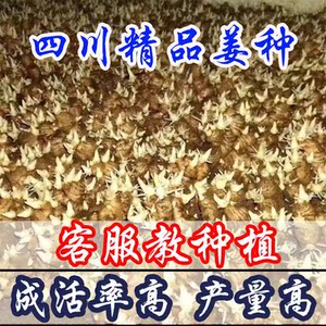 四川姜种子竹根姜种姜苗新鲜姜种生姜老姜鲜姜大黄姜母子姜芽