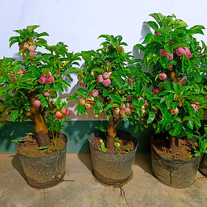 贵人果海棠带果发货原盆原土矮化盆栽南北方种植观赏可食用口感好