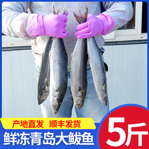 青岛大鲅鱼新鲜冷冻燕鲅鱼整条整箱5斤鲜活蓝点马鲛鱼非鲐鲅鱼10