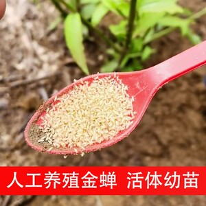 金蝉幼苗知了猴种子蝉孵化卵枝金蝉种苗知了龟金蝉幼虫若虫爬叉卵