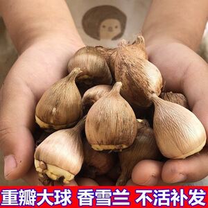 重瓣香雪兰种球香水兰小苍兰大球根易种花卉盆栽种子阳台庭院植物