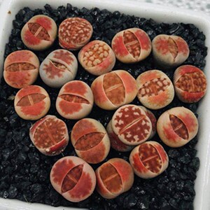 【红窗玉15颗装】多肉植物纯种编号红色生石花红窗母本编号贵货